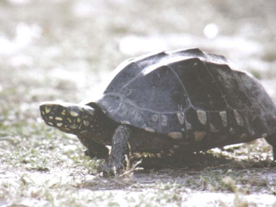 turtles of karachi are protected but what of their habitat