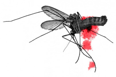 beware dengue strikes again beware dengue strikes again