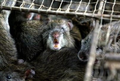 hundreds of pet rats removed from small ohio apartment