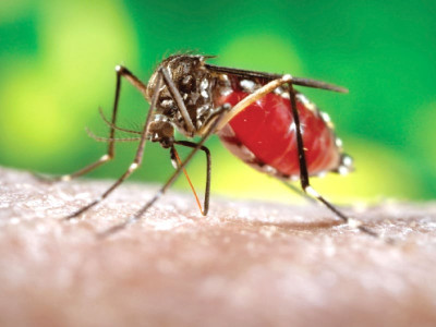 outbreak dengue spreads geographically patient count reaches 49 outbreak dengue spreads geographically patient count reaches 49
