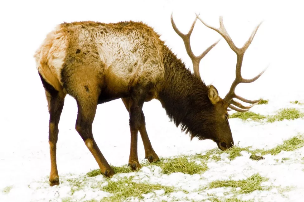 reindeer invade arctic road tunnel in norway to escape heat reindeer invade arctic road tunnel in norway to escape heat