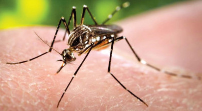 spreading fast swat dengue cases cross the 50 mark