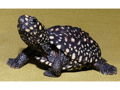 china to return 180 smuggled turtles to sindh in ceremony china to return 180 smuggled turtles to sindh in ceremony