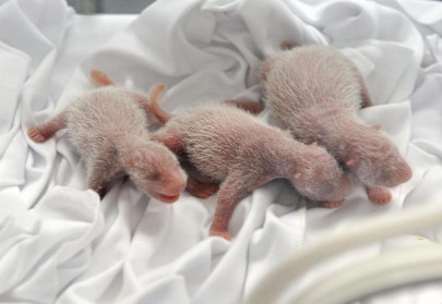 chinese zoo unveils world s first surviving panda triplets
