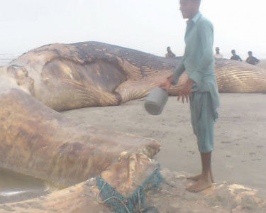 blue whale s stomach sold for rs100 000