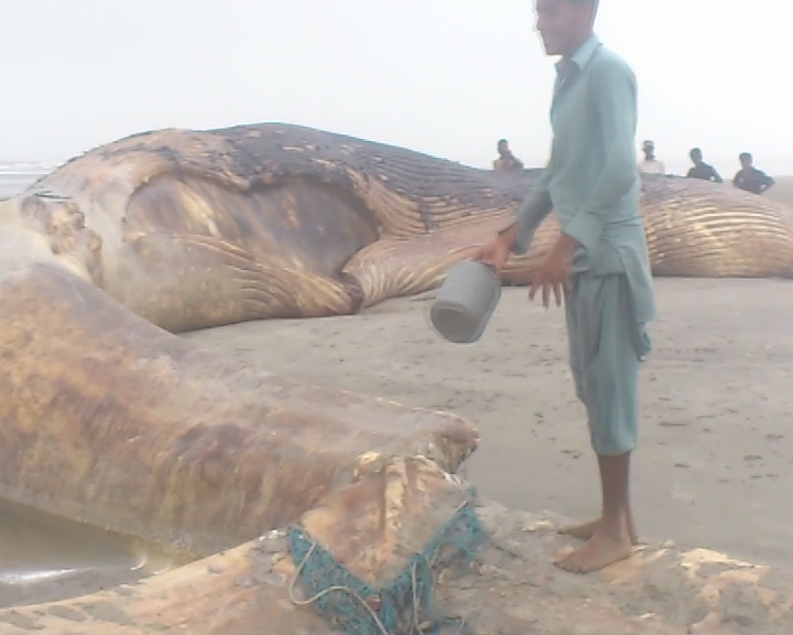 blue whale s stomach sold for rs100 000