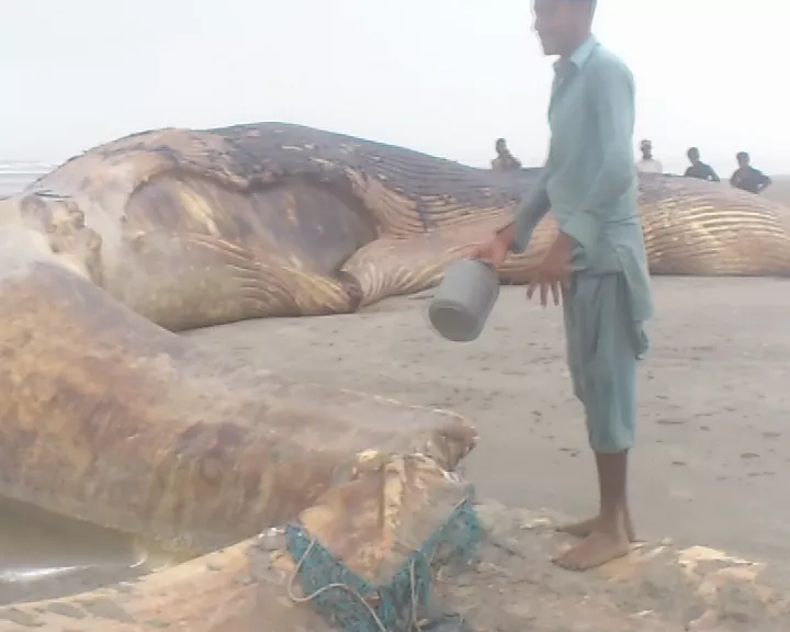 blue whale s stomach sold for rs100 000 blue whale s stomach sold for rs100 000