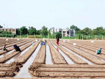 price decline ruffling cotton sector