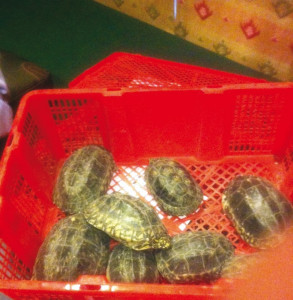 slow and steady 220 turtles return from their chinese holiday slow and steady 220 turtles return from their chinese holiday