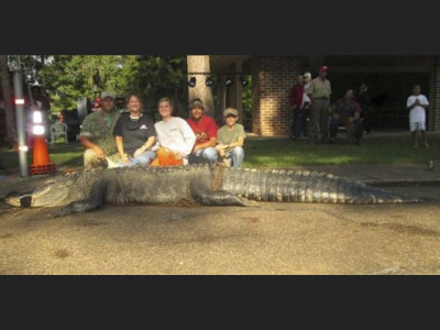1 000 pound alligator snared in alabama hunt