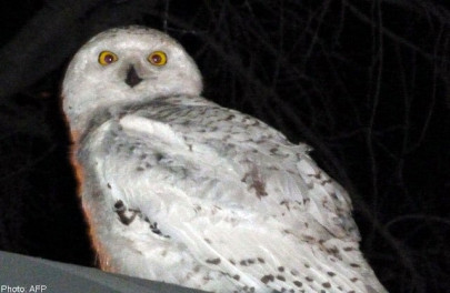 illegal sale of owls foiled in gujranwala