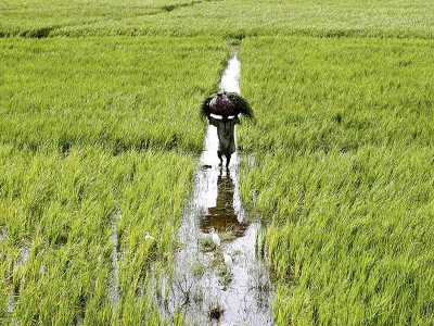 agriculture fpcci chief raises food security concerns