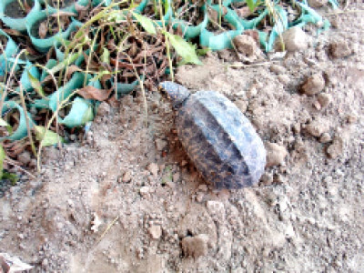 preserving the endangered smuggled turtles seized in china finally reach home