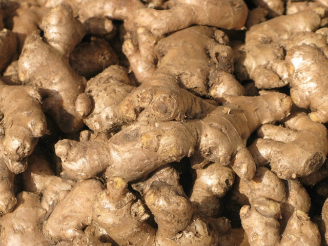pothohar farmers rejoice landmark ginger harvest pothohar farmers rejoice landmark ginger harvest