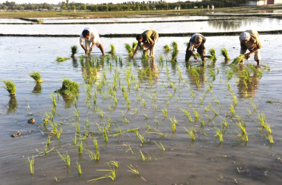 rice industry lack of branding hurts pakistan india moves ahead