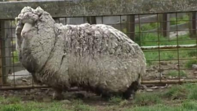 shaun the sheep when shorn may turn out to be world s woolliest