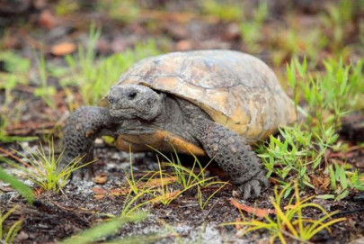 florida man caught killing and eating threatened tortoises