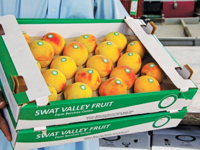 supporting farmers swat s fruit growers reap benefits from italian government s project supporting farmers swat s fruit growers reap benefits from italian government s project