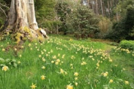 green wave transforms islamabad homes