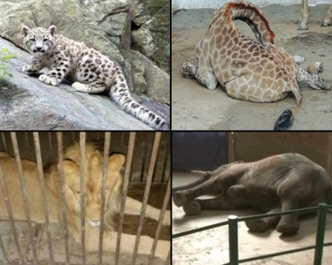 from gilgit baltistan to new york leo was lucky to escape the death cells that are pakistan s zoos from gilgit baltistan to new york leo was lucky to escape the death cells that are pakistan s zoos