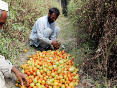 a tall veggie tale new farming technique yields higher profits for kabal farmers a tall veggie tale new farming technique yields higher profits for kabal farmers