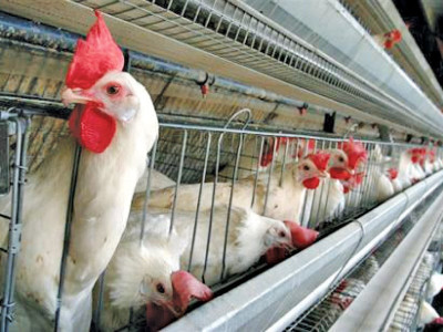 corporate farming eating up small poultry farms