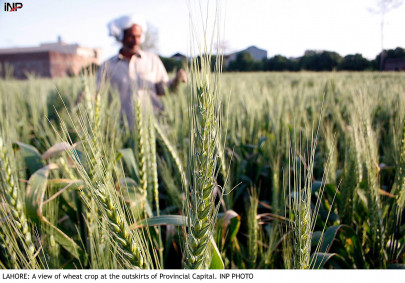 the cm s visit government to distribute free wheat in tharparkar