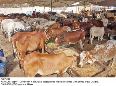 beefing it up sohrab goth s cattle market opens for business