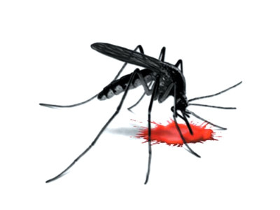 prevention campaign cut in dengue control budget