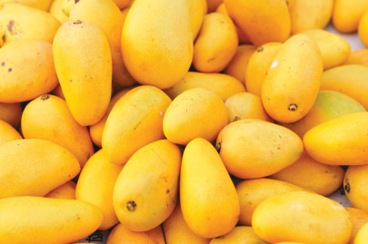 seminar at uaf scientists find 10 new mango varieties