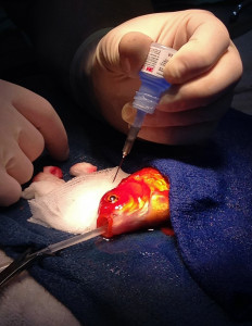 george the goldfish has high risk brain surgery