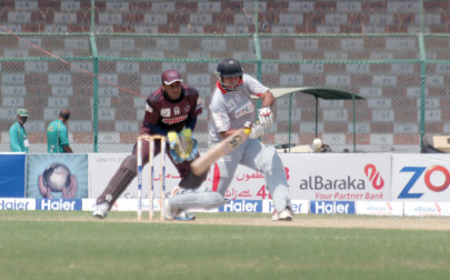 stallions gallop over hawks and bulls stallions gallop over hawks and bulls