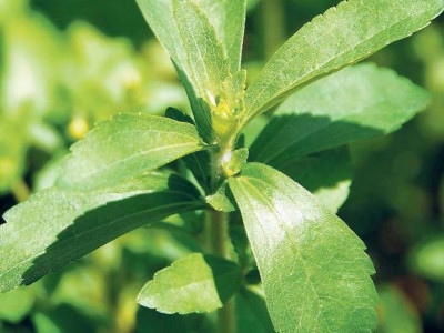 stevia cultivation begins in punjab