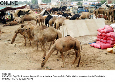 be warned use of force to collect animal hides can land you in jail says commissioner