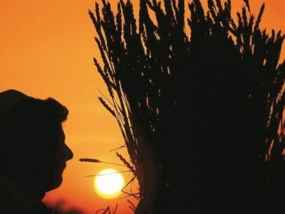 workshop prospects of durum wheat explored