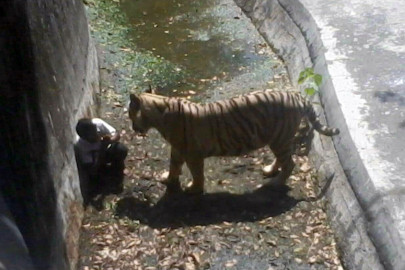 white tiger kills schoolboy in new delhi zoo