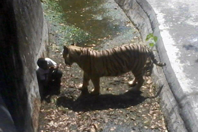 white tiger kills schoolboy in new delhi zoo white tiger kills schoolboy in new delhi zoo