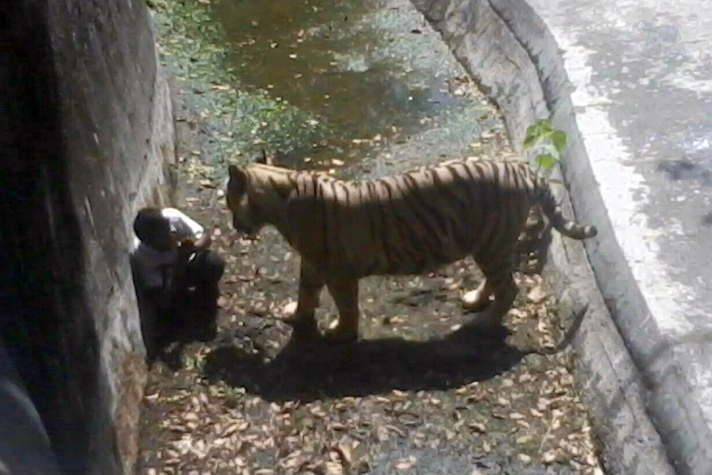 white tiger kills schoolboy in new delhi zoo white tiger kills schoolboy in new delhi zoo