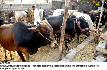 eid preparations cantt boards ban unregulated sale of animals