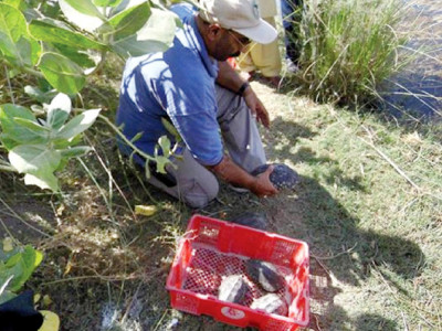 homecoming over 200 turtles seized in china released into river indus