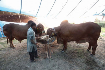 all hat no cattle prospective livestock buyers having a cow over high prices