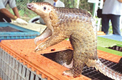 pangolin smuggling chinese approach customs to release seized animal scales