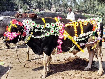 islamabad cattle market high court cancels contractor s licence
