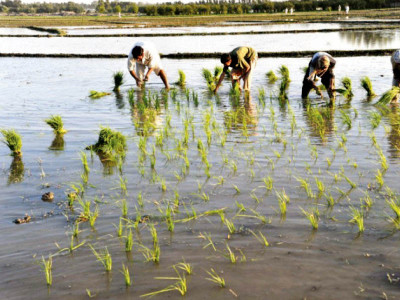 eco farming implementing the chinese model for productivity