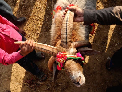 eid preparations cattle markets spring up across the city eid preparations cattle markets spring up across the city