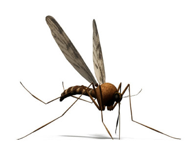 dengue victims pindi s tally crosses 40