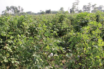 in absence of policies hybrid seeds cannot make miracles