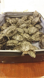 trading endangered species court orders release of 200 smuggled turtles into river indus trading endangered species court orders release of 200 smuggled turtles into river indus