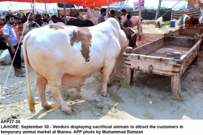 know your rights animal rights