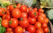 frost wreaks havoc on tomato crops in khushab